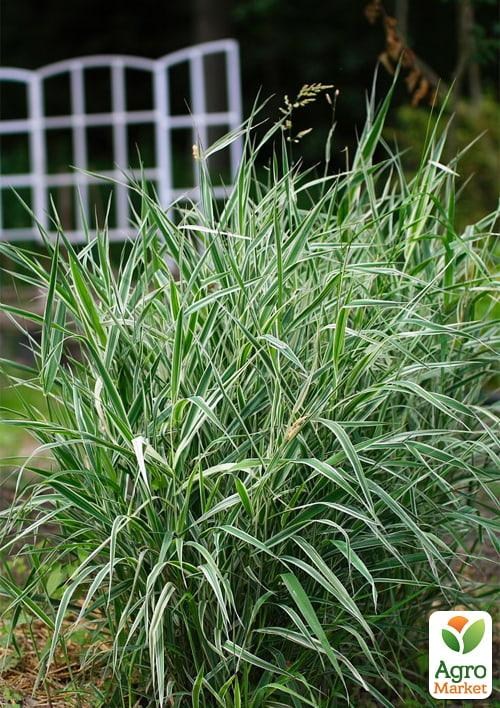 Канареечная трава тростниковая "Picta" вазон С2 - фото 4