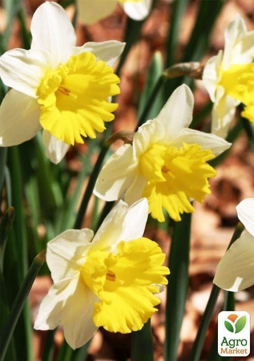 Нарцис "Las Vegas" 1шт в упаковці