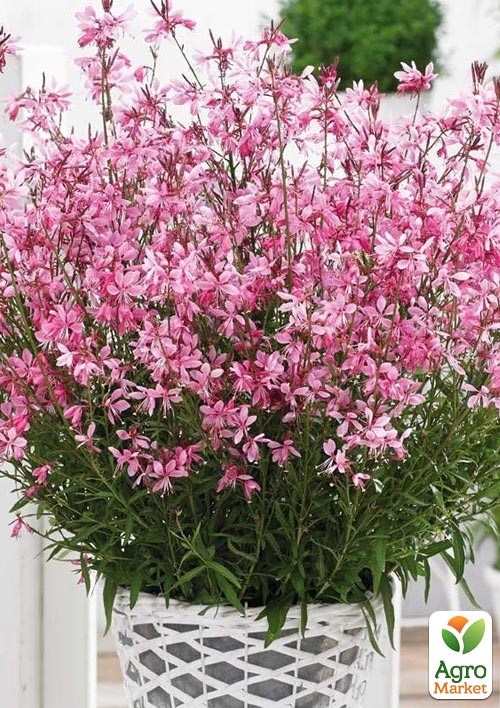 Гаура Gambit "Compact Pink" (ефектний багаторічник)