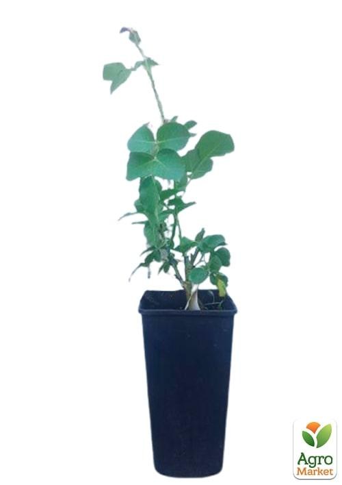 Роза в контейнере флорибунда "Minerva" (саженец класса АА+) - фото 3