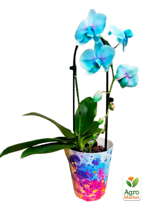Орхідея (Phalaenopsis) «Cascade Lace» - фото 5