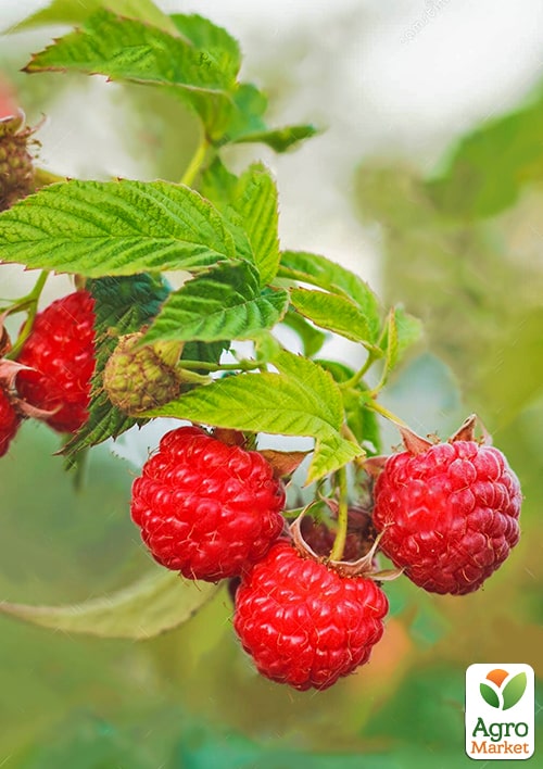 LMTD Малина "Summer Chef" (сортовая, укорененная) - фото 4