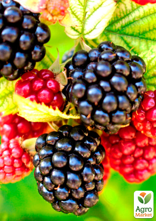 Ожина рання (найсмачніший сорт в світі!) "Небеса можуть почекати" (Heaven Can Wait) - фото 4