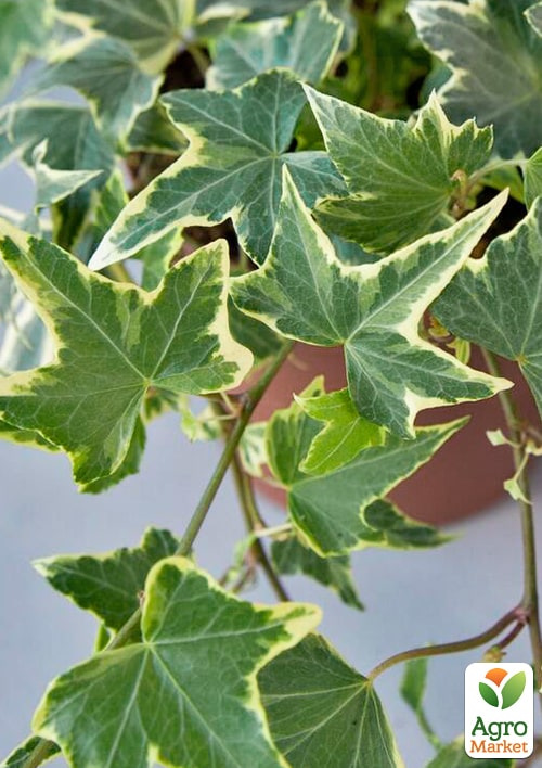 Плющ пестролистный "Mathilde" контейнер Р9 - фото 2