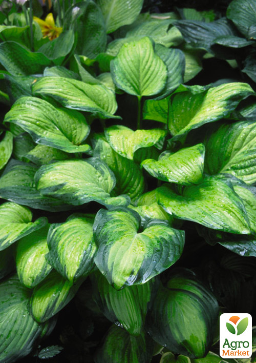 Хоста гібридна "Guacamole" С3 - фото 4