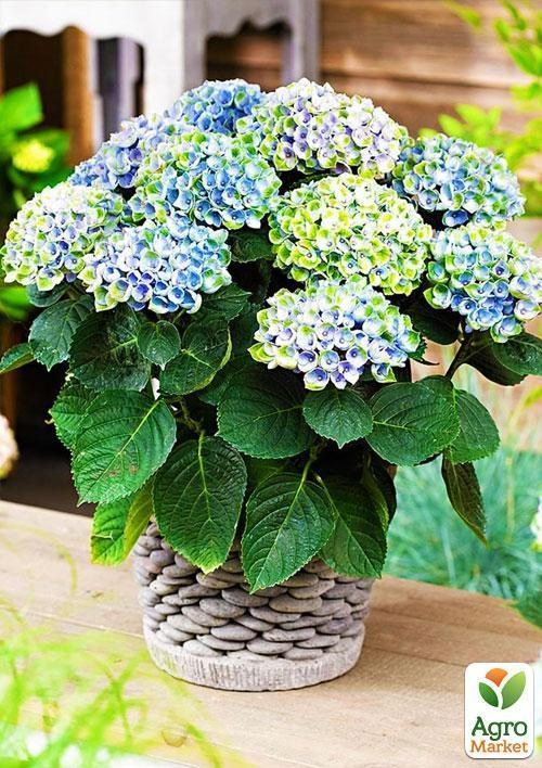 Ексклюзив! Гортензія Magical® `Revolution Blue` - фото 2