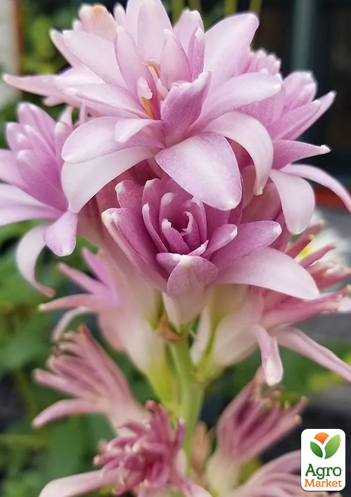 Тубероза "Pink Parfait" (Цариця Ароматів) розмір 5\6