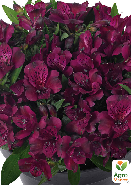 Альстромерия inticancha Patio "Dark Purple" (выращено in-vitro) С1,5 - фото 6