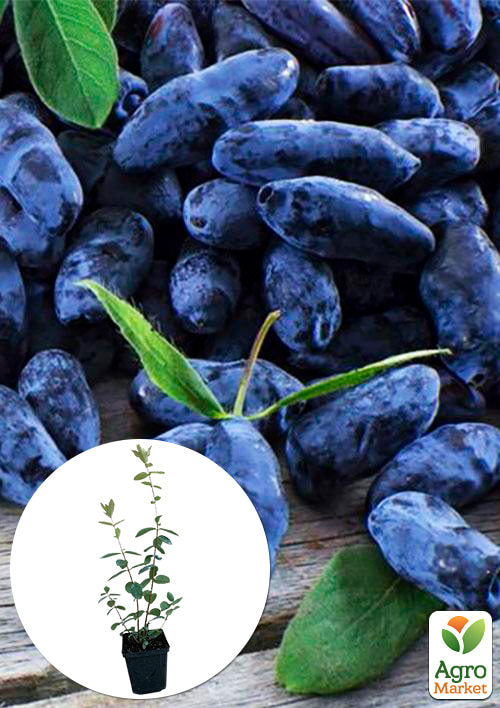 Жимолость "Вітамінна" (ранній термін дозрівання, має високу стійкість до захворювань)