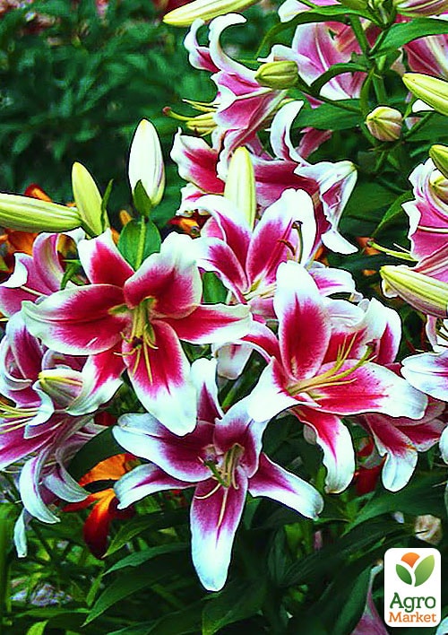 Лілія "Candy Club" (Гігантська квітка)