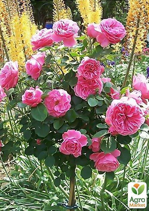 Роза штамбова "Вільям Шекспір" (William Shakespeare®)