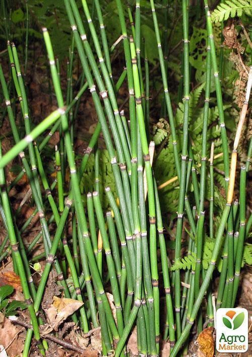 Хвощ зимующий - фото 2