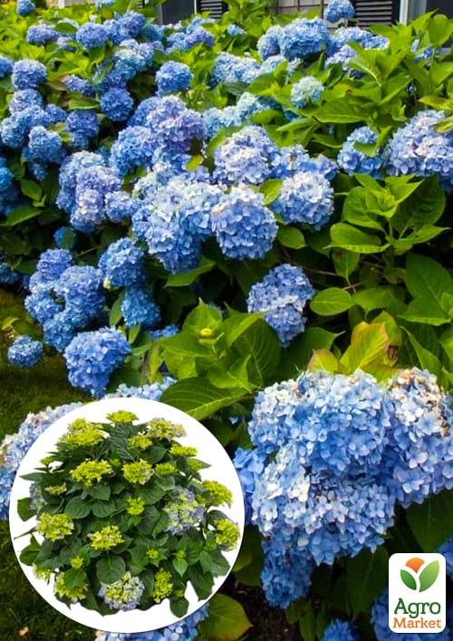 LMTD Гортензия крупнолистная цветущая 5-и летняя "Early Blue" (80-90см)