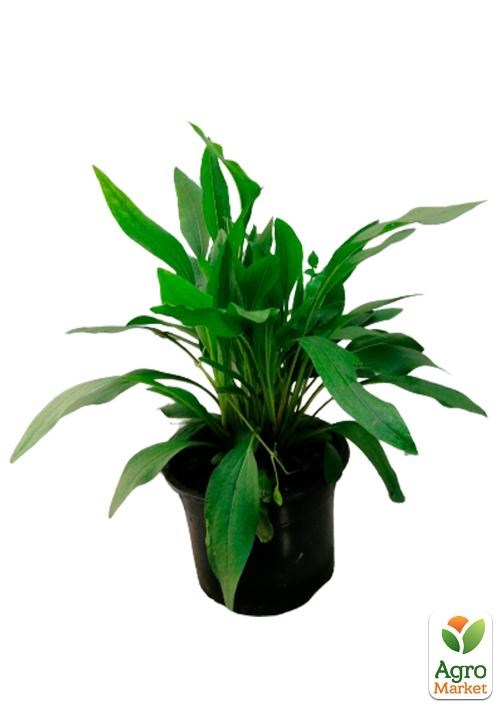 Эхинацея "Delicious Candy" - фото 3