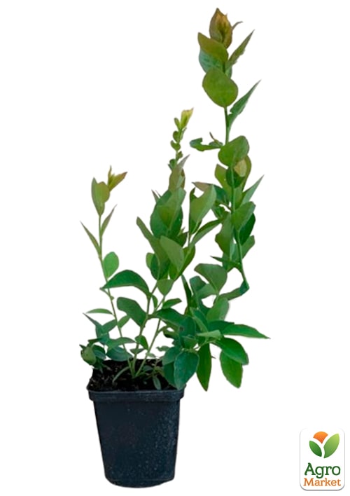 Голубика (черника садовая) "Спартан" (средний срок созревания, высокоустойчив к болезням) - фото 7