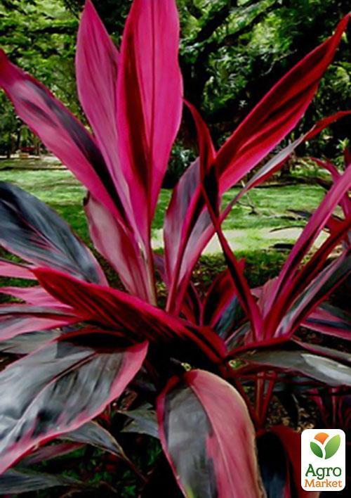 Кордилина "Танго вдвоем" (Cordyline frut. Tango) дм 12 см выс. 45 см - фото 4