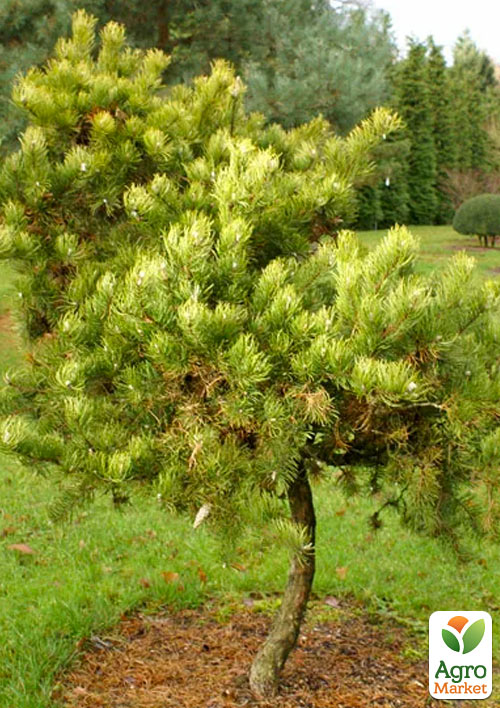 Сосна Банкса "Kimmerholz"(бонсай от природы)   - фото 3