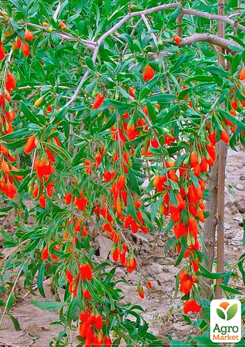 Годжи "Суперфрут" (перекрестное опыление, садить по 2 шт) - фото 5