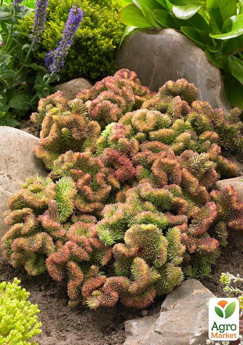 Очиток відігнутий "Cristatum" - фото 3
