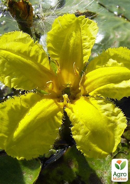 LMTD Нимфея (водяная лилия) "Peltata" (корневище)