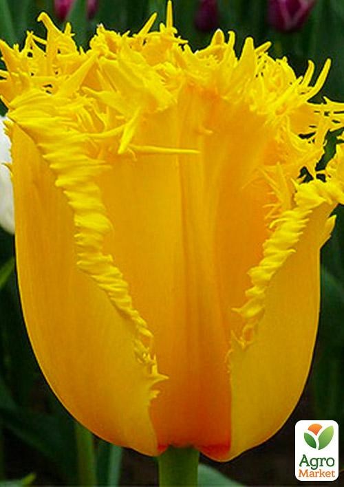 Тюльпан "Royal Sphinx" 3шт в упаковке
