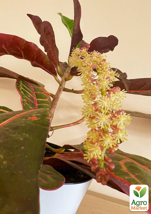 Кротон (Croton) "Petra"