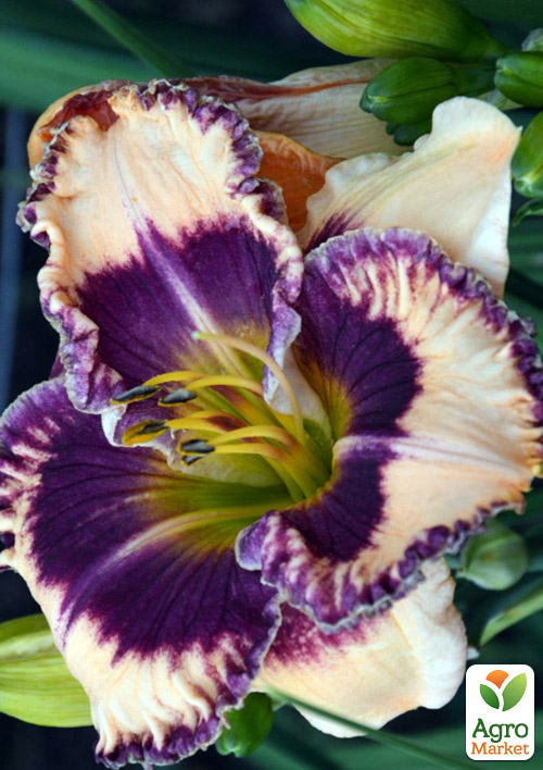 Лилейник "Smooth Talker" 