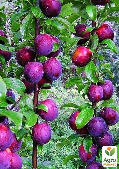 Слива колоновидная "Командор" (летний сорт, средний срок созревания)