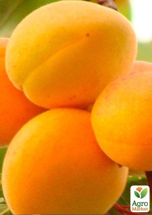 Абрикос "Ледана" (ранне-средний срок созревания) - фото 5