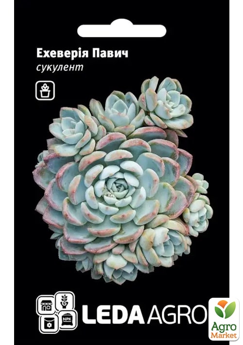 Эхеверия "Павлин"  ТМ "Leda Agro" 10шт