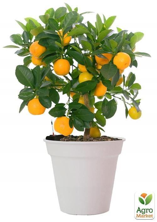 Апельсин "Вашингтон Навела" - фото 5