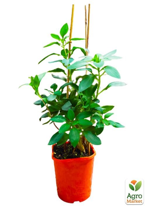 Альстромерия (перуанская лилия) "Indian Summer" С2 высота 30-60см - фото 3