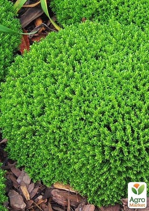 Хебе "Green Globe" горщик Р9 NEW