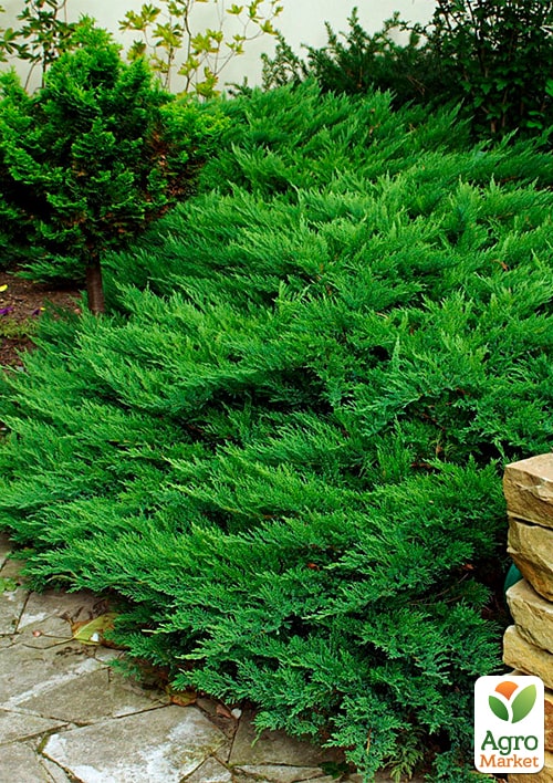 Ялівець козацький "Tamariscifolia" (ком/сітка) діаметр 110-130 см