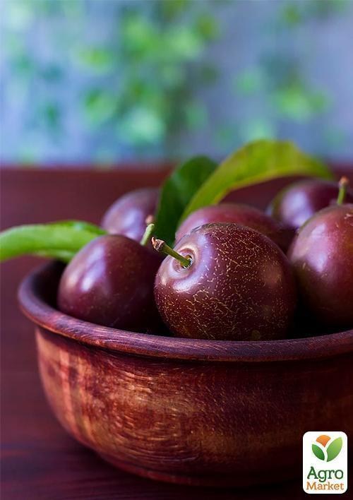 Слива "Вилора" - фото 2