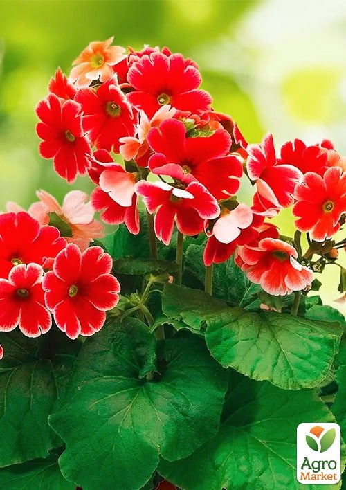 Примула "Либре F1" скарлет пикоти ТМ "Профессиональные семена" 100шт