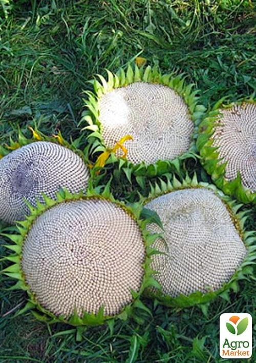 Подсолнечник "Турецкий белый" (в банке) ТМ "Весна Органик" 20г