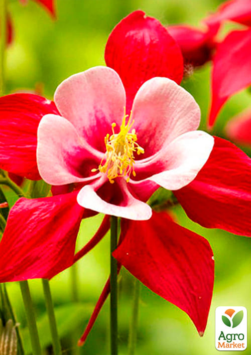 Аквілегія "Crimson Star" 1 шт в упаковці - фото 4