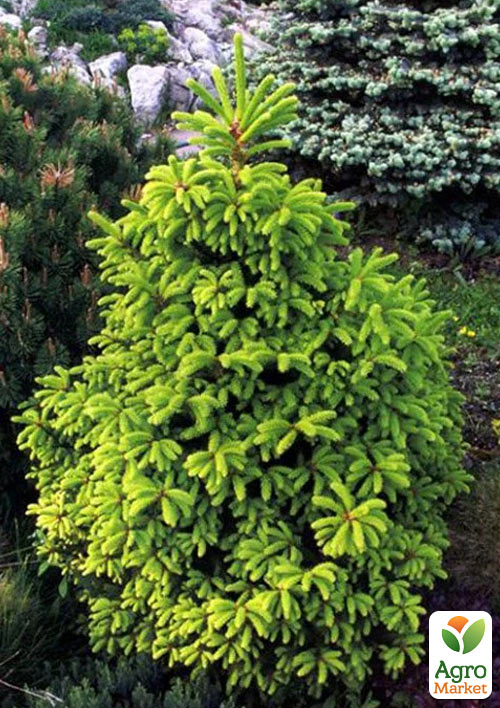 Ялина Баррі "Picea abies Barryi" (горщик P9)