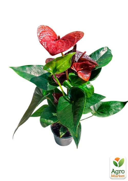 Антуриум (Anthurium) "Essencia" высота 40-50см