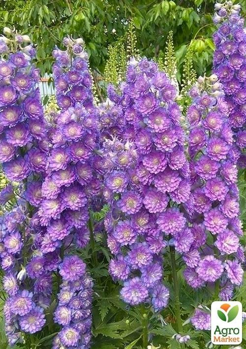 Дельфиниум махровый "Sweet Sensation"