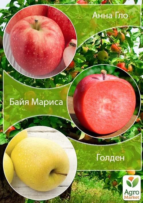 Дерево-сад Яблоня "Анна Гло+Байя Мариса+Голден" 