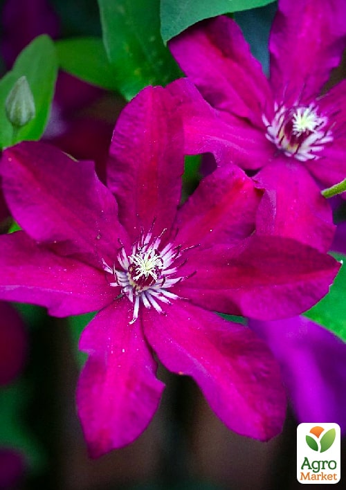 Клематис "Stasik" (Стасик)