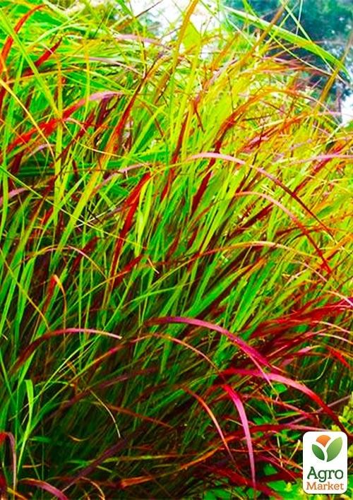 Пеннісетум "Burgundy Bunny" (Pennisetum alopecuroides Burgundy Bunny)