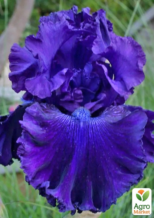 Ирис бородатый крупноцветковый "Glory to the Heroes"  