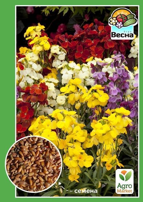 Хейрантус "Лакфиоль" ТМ "Весна" 0,2г