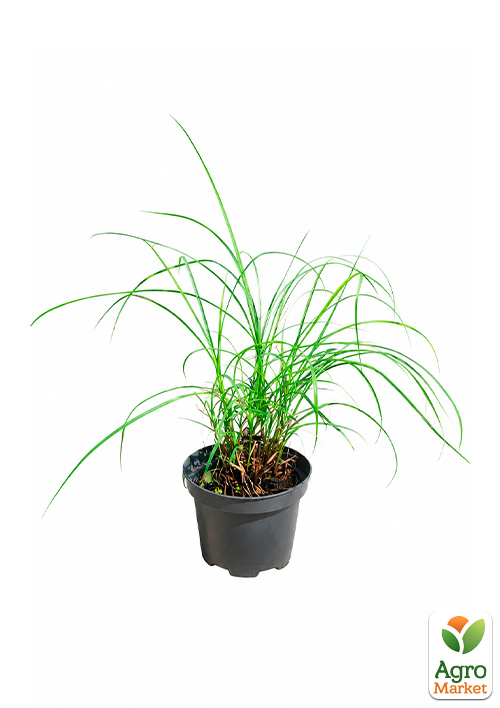 Мискантус китайский "Strictus Dwarf" С2 