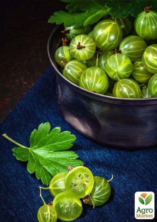 Эксклюзив! Крыжовник зелёный "Изумруд" (Emerald) (премиальный высокоурожайный сорт) - фото 3