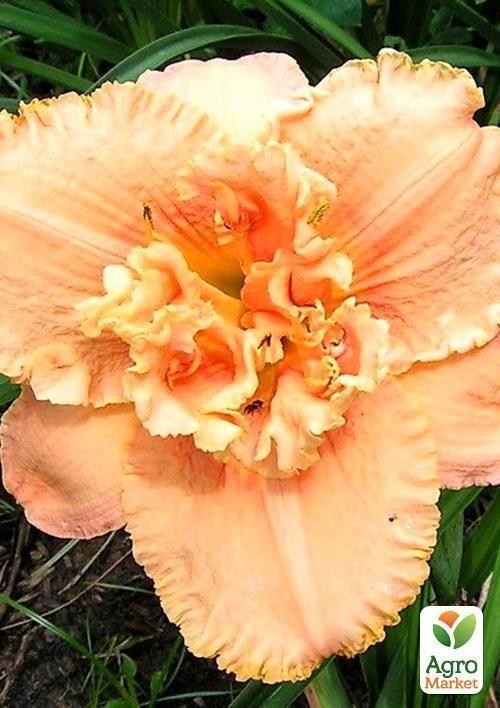 Лілійник "Pixie Parasol" 1шт в упаковці