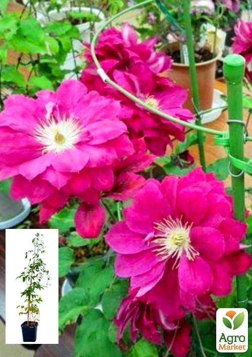 Клематис 3-х річний "Akafuji" С2